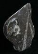 Fossil Goniatite & Orthoceras Sculpture - #4944-1